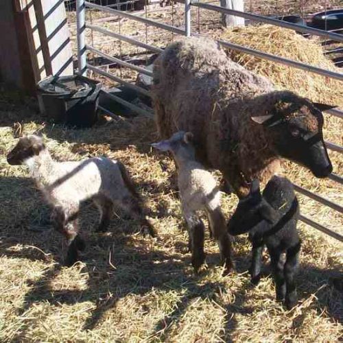 Lambing Season With Suffolk Sheep